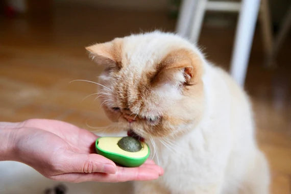 ✨ Spaß, Entspannung und Wohlbefinden in einer einzigen Kugel! ✨